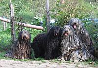Montevergine Gruppe vor Zaun